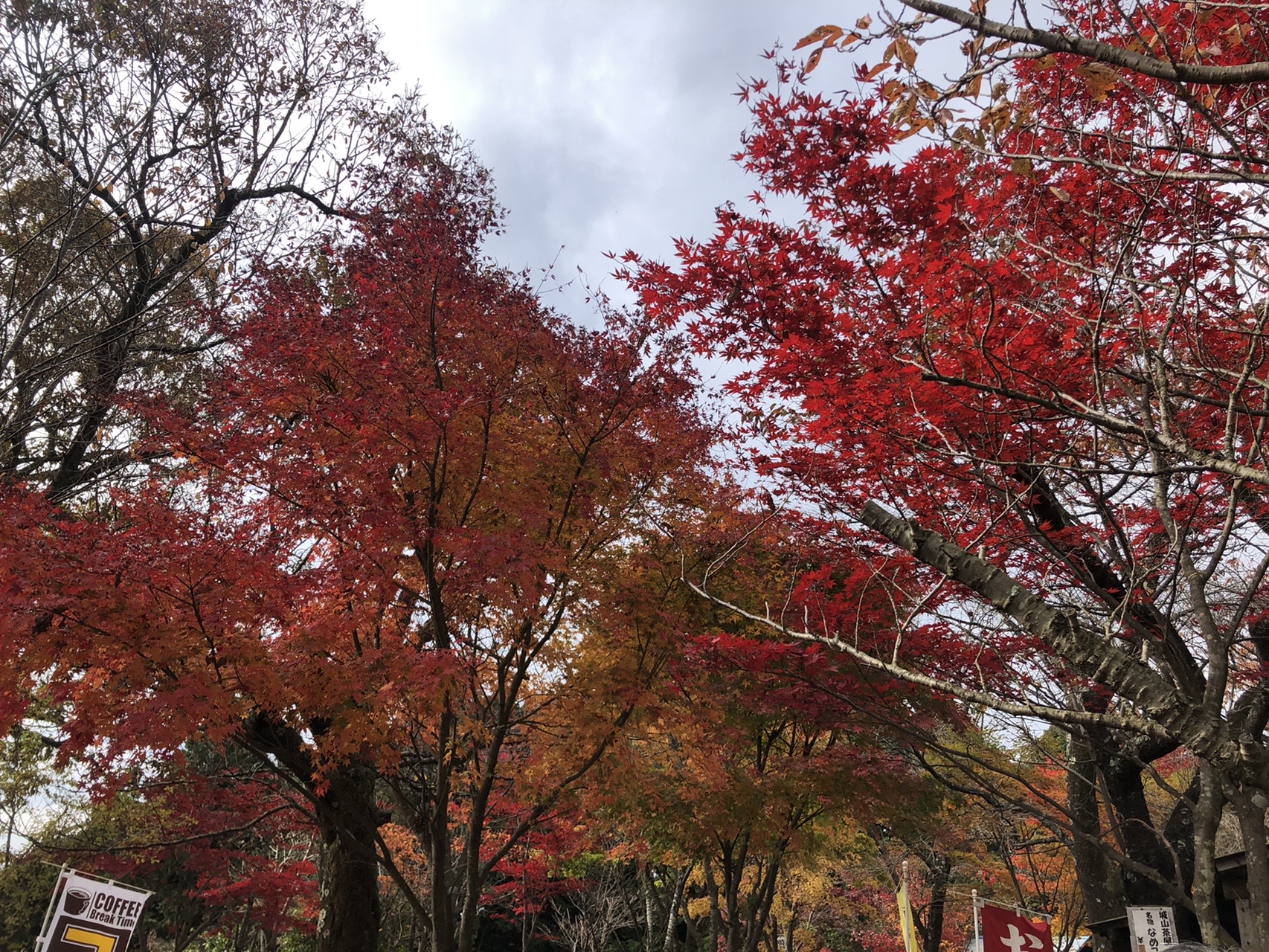今が紅葉旬 奥高尾縦走トレラン 陣馬山 高尾山 秋 ソロ 日帰り だったんさんの高尾山 陣馬山 景信山の活動データ Yamap ヤマップ