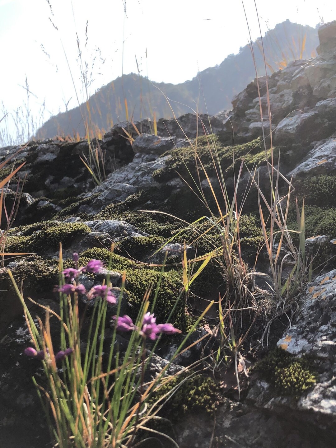 花らんまん可愛い連発 ️ キイイトラッキ... / yabuさんのモーメント YAMAP / ヤマップ