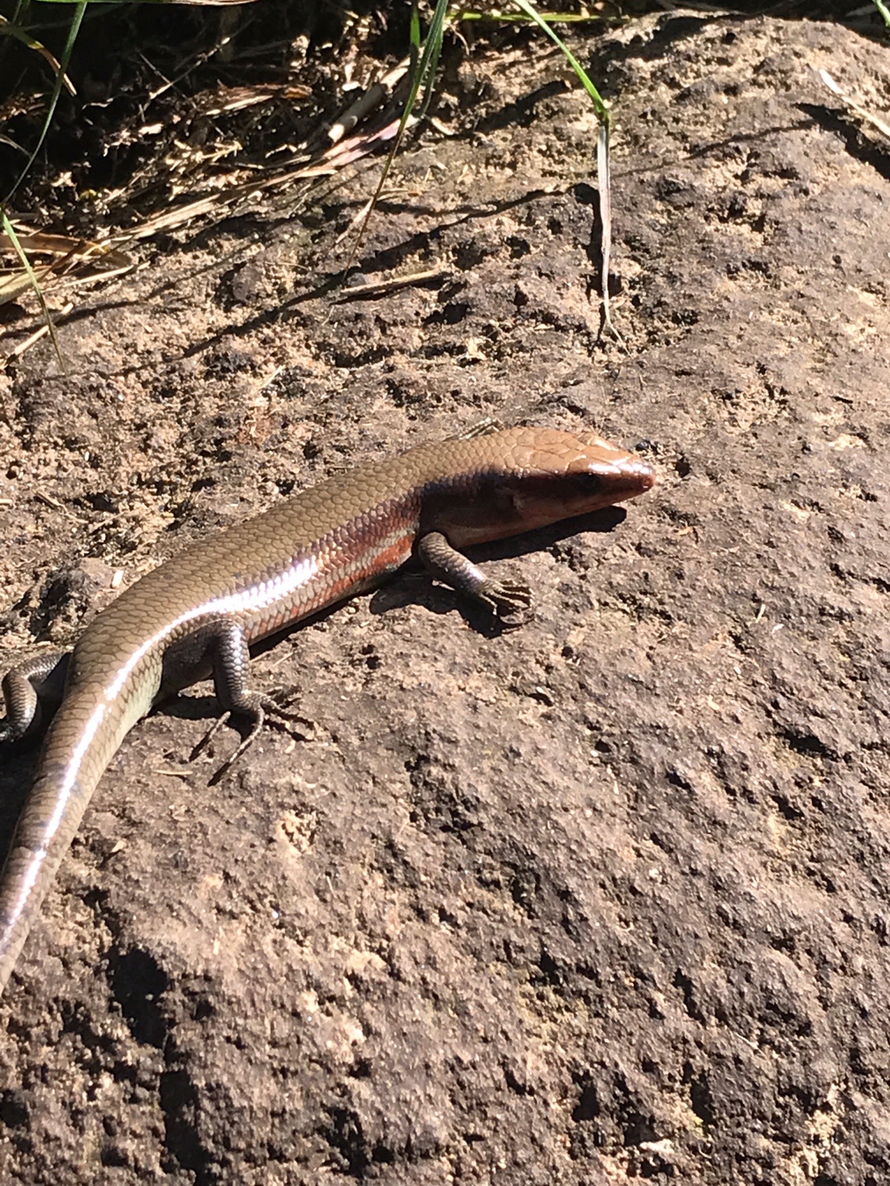 本ぼけ珊瑚　観音像　台込高さ約14.5㎝/138g 東Y7-0729⭐︎2Fトトカ SEAWOLF SW-J-F08 SEAWOLF 高浮力 ライフジャケット 国土交通省型式