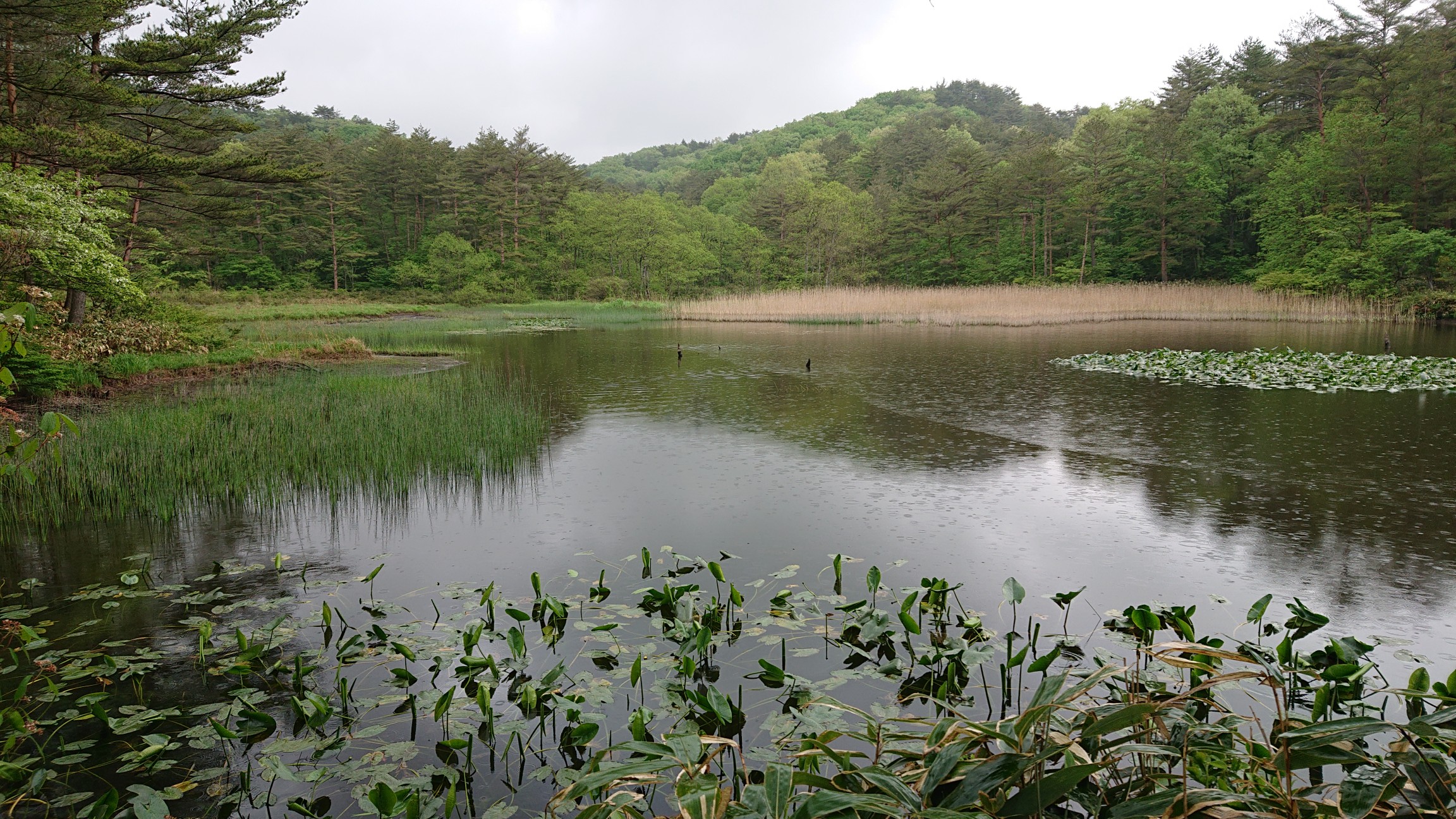 北広島町 八幡湿原 尾関沼 Nissieさんの臥龍山 刈尾山 掛頭山の活動データ Yamap ヤマップ