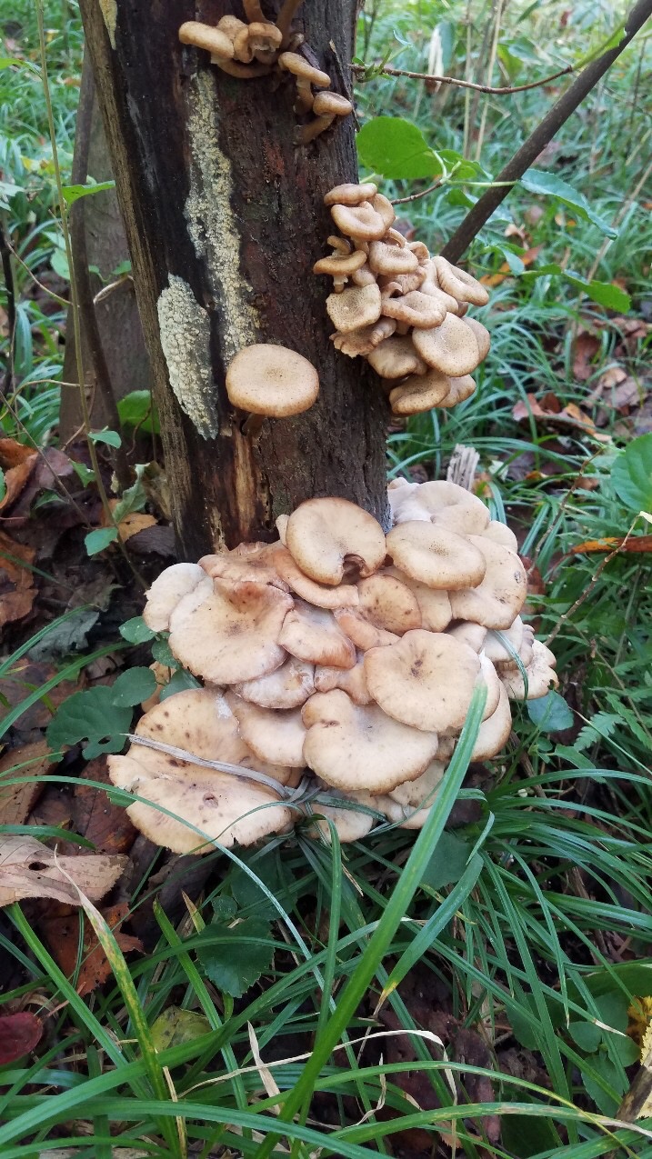 キノコ狩り 2020 10 18 Yさんのウォーキングの活動データ Yamap ヤマップ