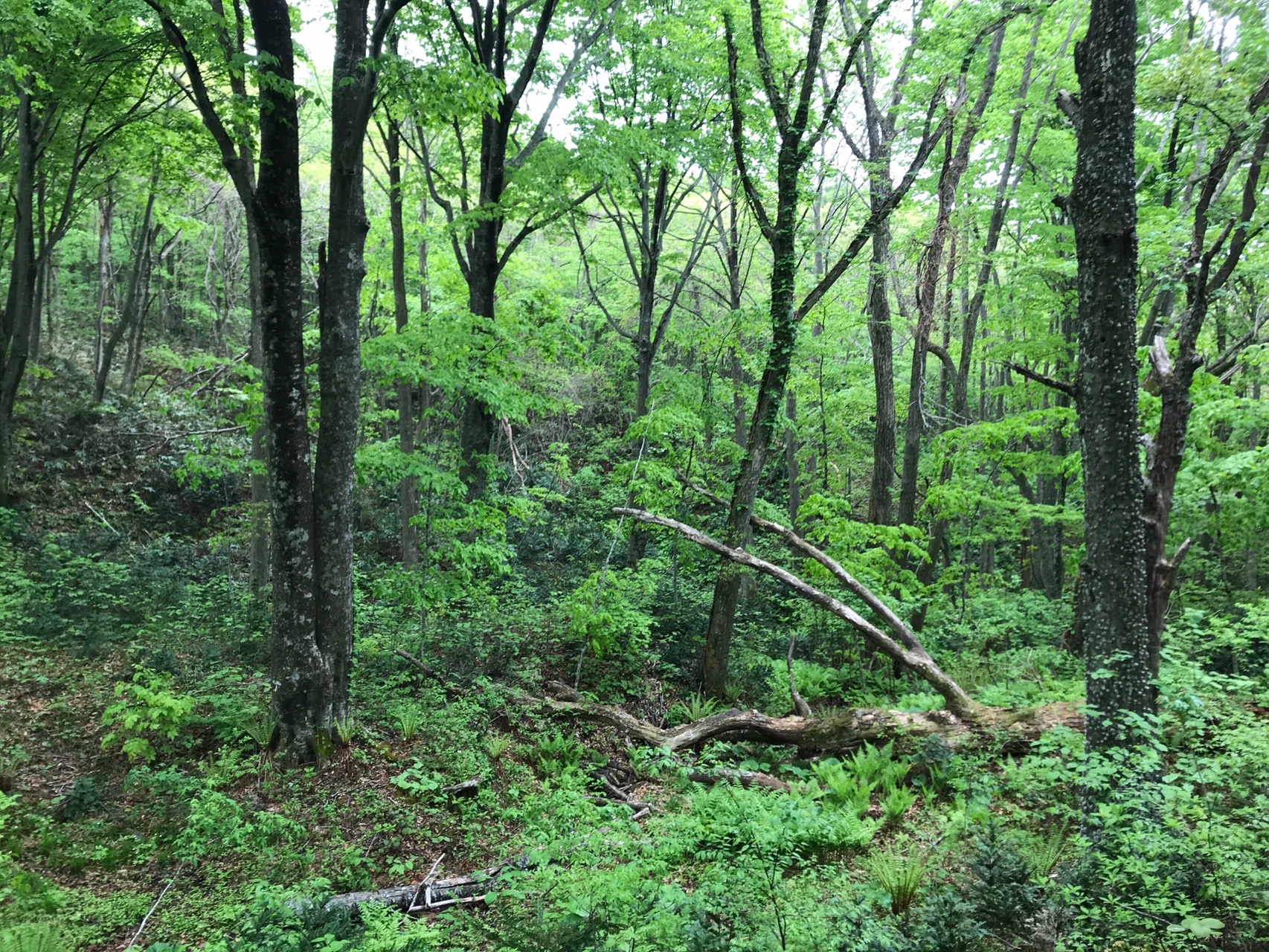 階上岳 熊スプレー持参で熊コース ひのえうま さんの階上岳 種市岳 臥牛山 久慈平岳の活動日記 Yamap ヤマップ