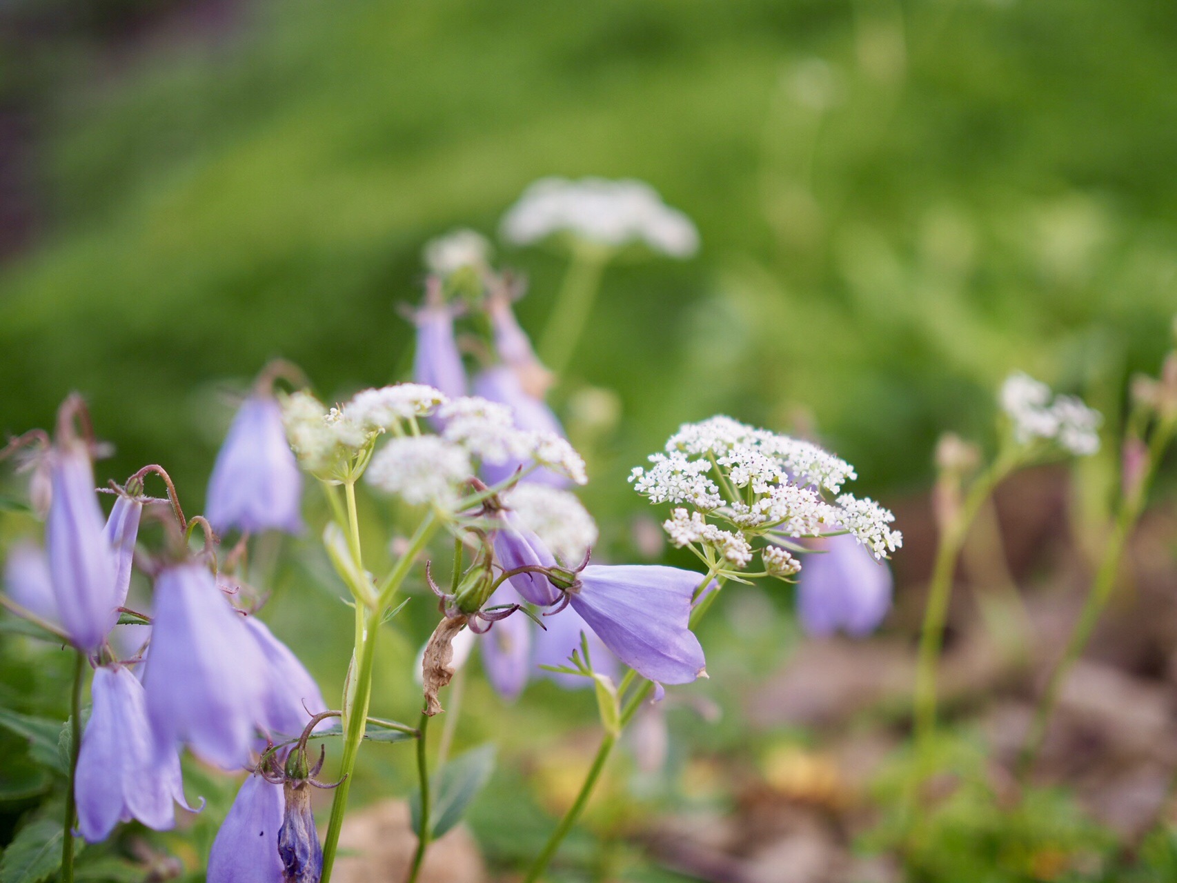 那須岳縦走 朝日岳 三本槍岳 茶臼岳 Shuさんの茶臼岳 那須岳 三本槍岳 赤面山の活動データ Yamap ヤマップ