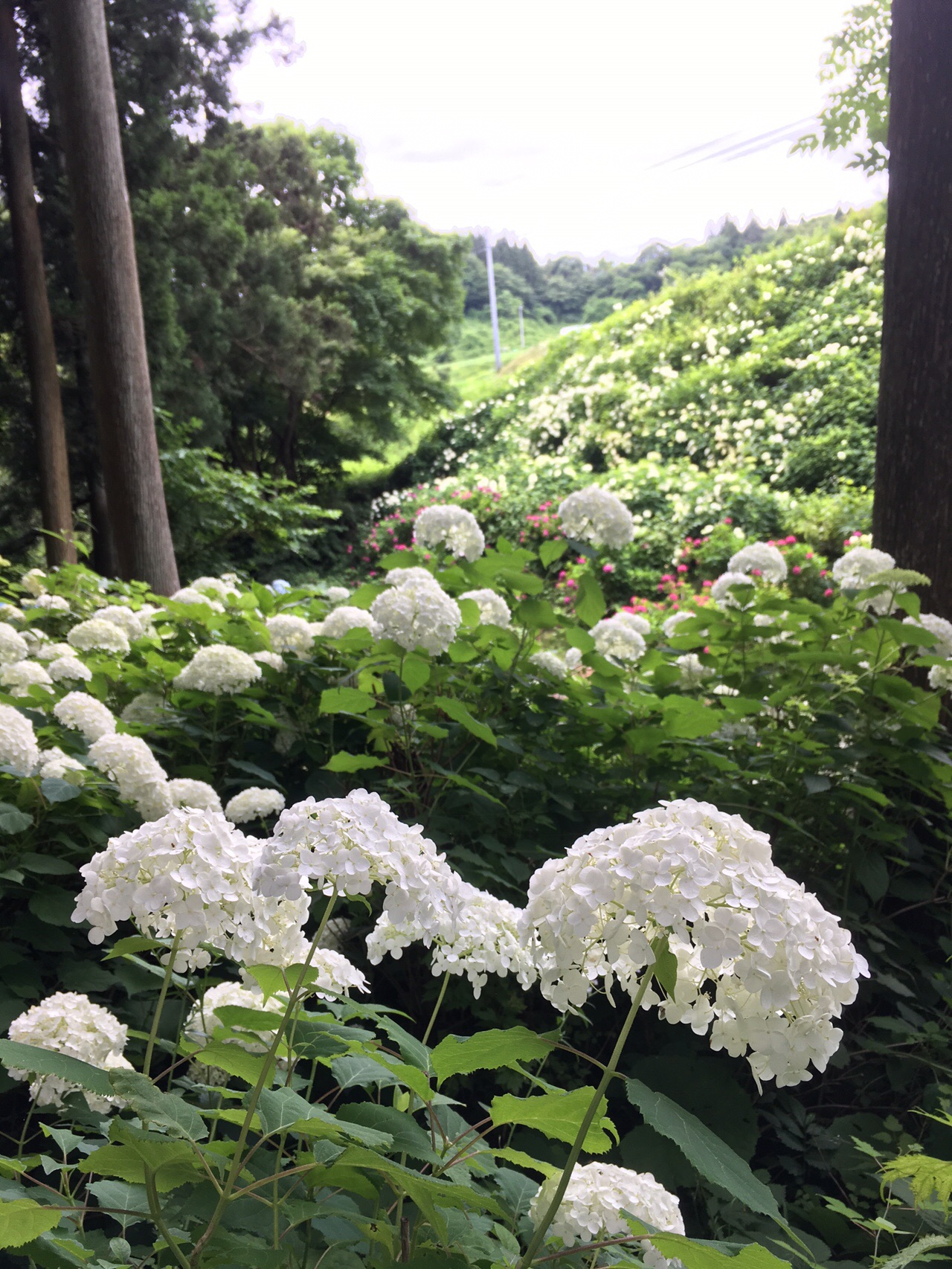 一関 東山みちのくあじさい園 でっちゃんさんの一関市 平泉町の活動データ Yamap ヤマップ