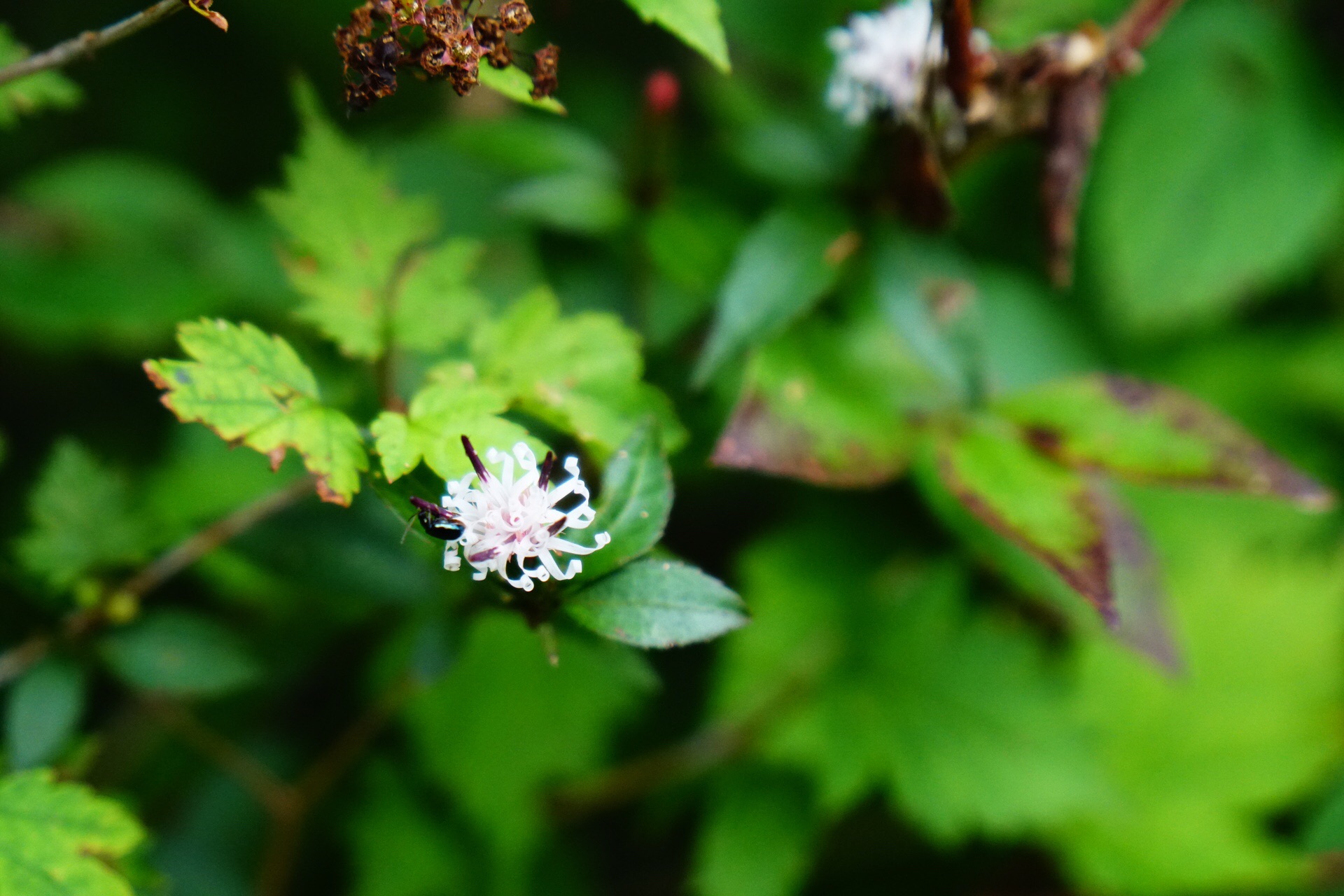 本当にあった怖い話し 19夏編 天狗の森ハーフ周回 ソーヤさんの天狗ノ森 天狗高原 黒滝山の活動日記 Yamap ヤマップ