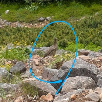雷鳥♀
♂とヒナ2羽もいたけど遠くて撮れない😂