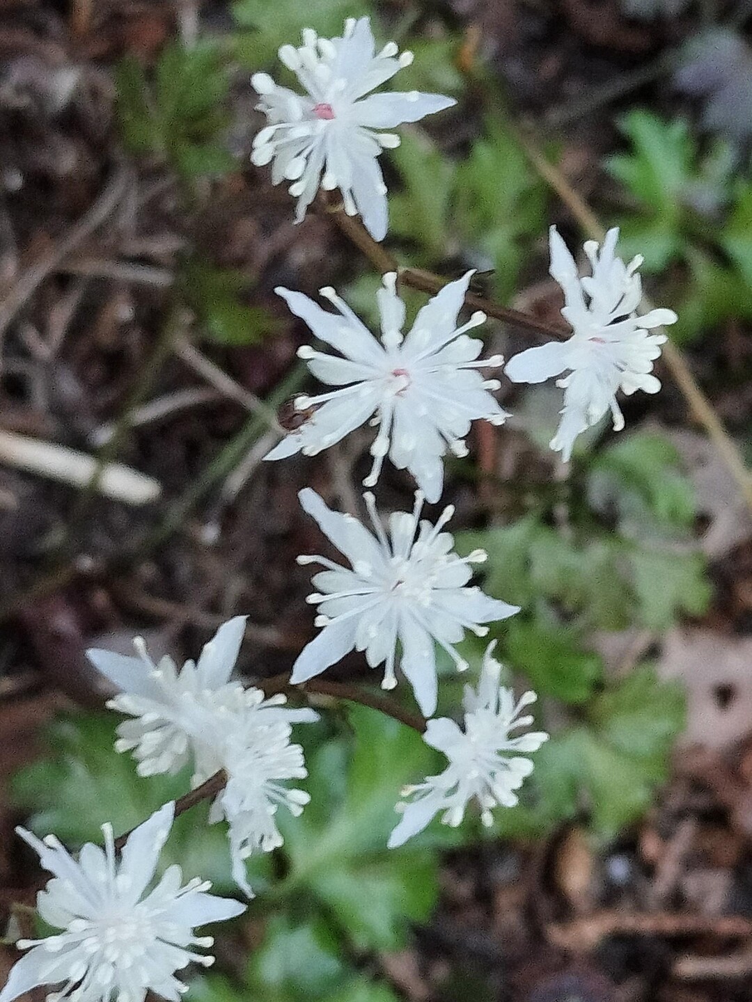 西ノ山・城ヶ峰 / inojunさんの大谷山・滝谷山・城ヶ峰の活動データ | YAMAP / ヤマップ