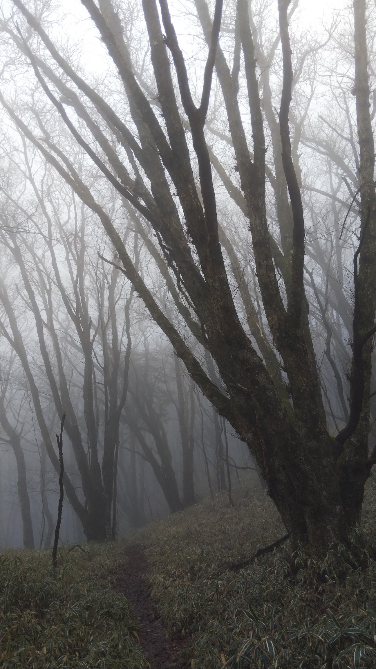 天気予報に騙され 雨と霧の皿ヶ嶺 引地山 03 08 さるちゃんさんの皿ヶ嶺 梅ヶ谷山 うなめごの活動データ Yamap ヤマップ
