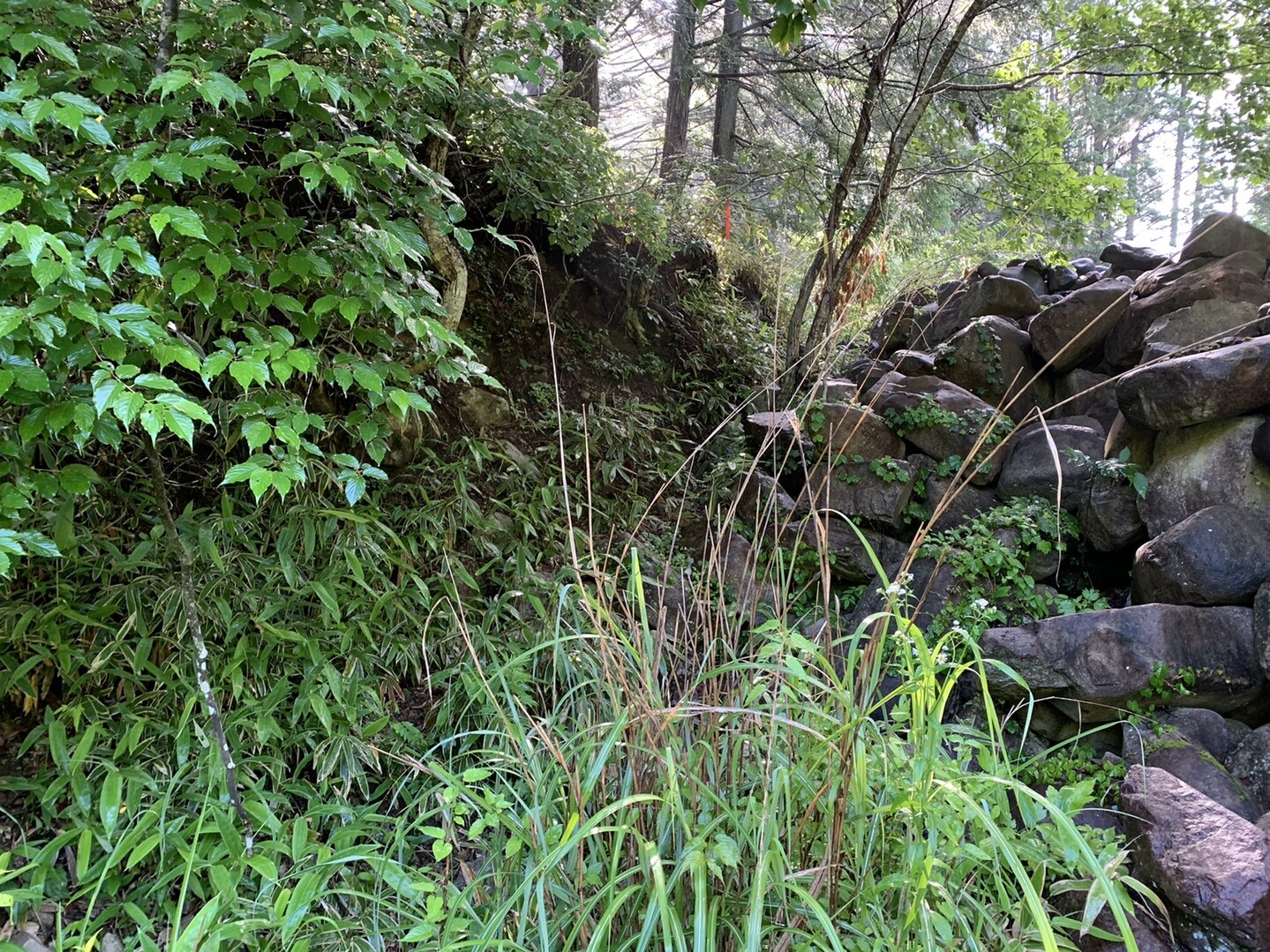 東洞岳・イノ洞 / バ〜ピ〜さんの大洞山・東洞岳・京塚山の活動データ YAMAP / ヤマップ