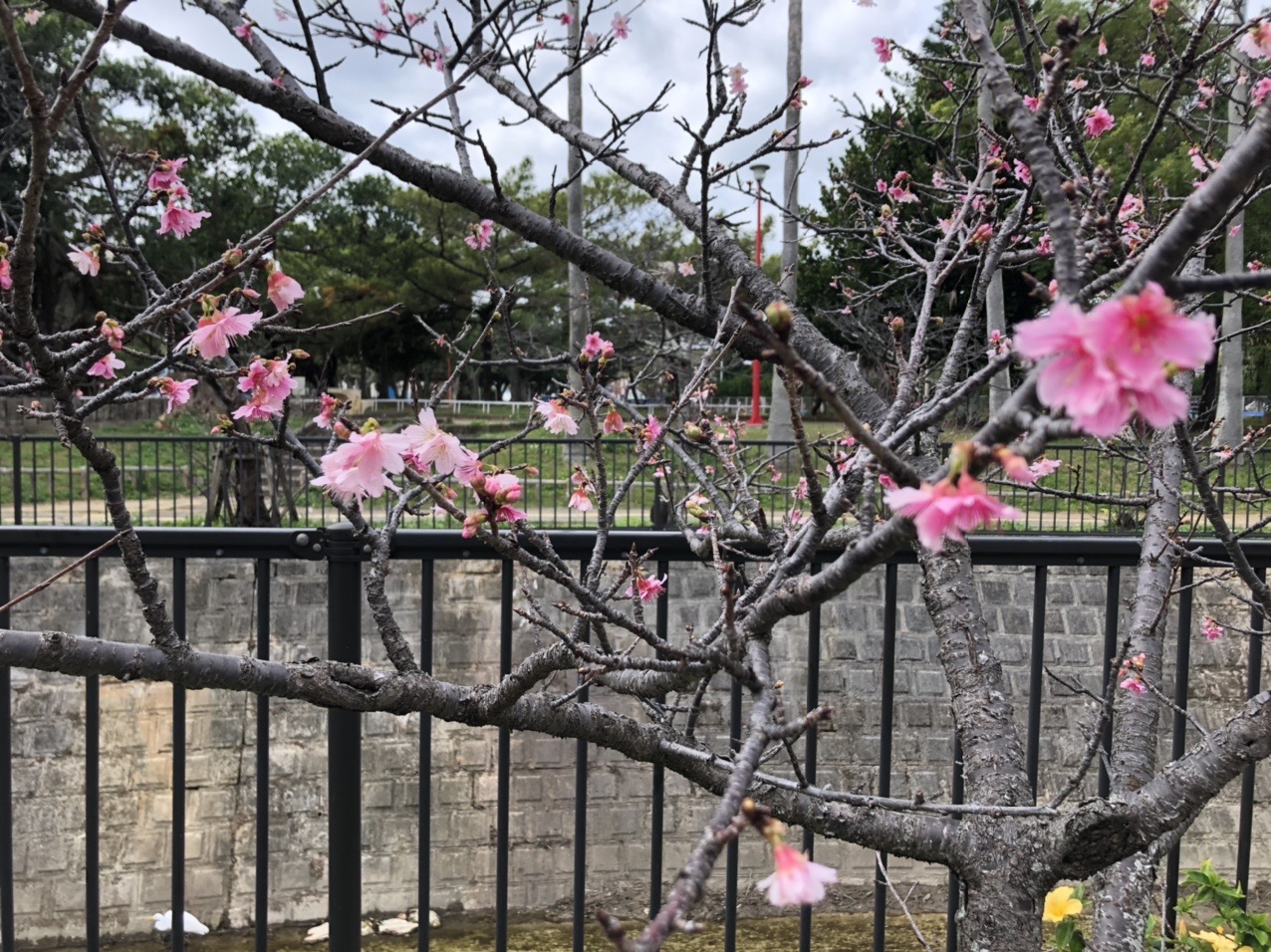 ダブルツリー那覇から与儀公園の桜を見てダブルツリー那覇首里城へ行く いちろうさんの那覇市 沖縄南部 の活動データ Yamap ヤマップ