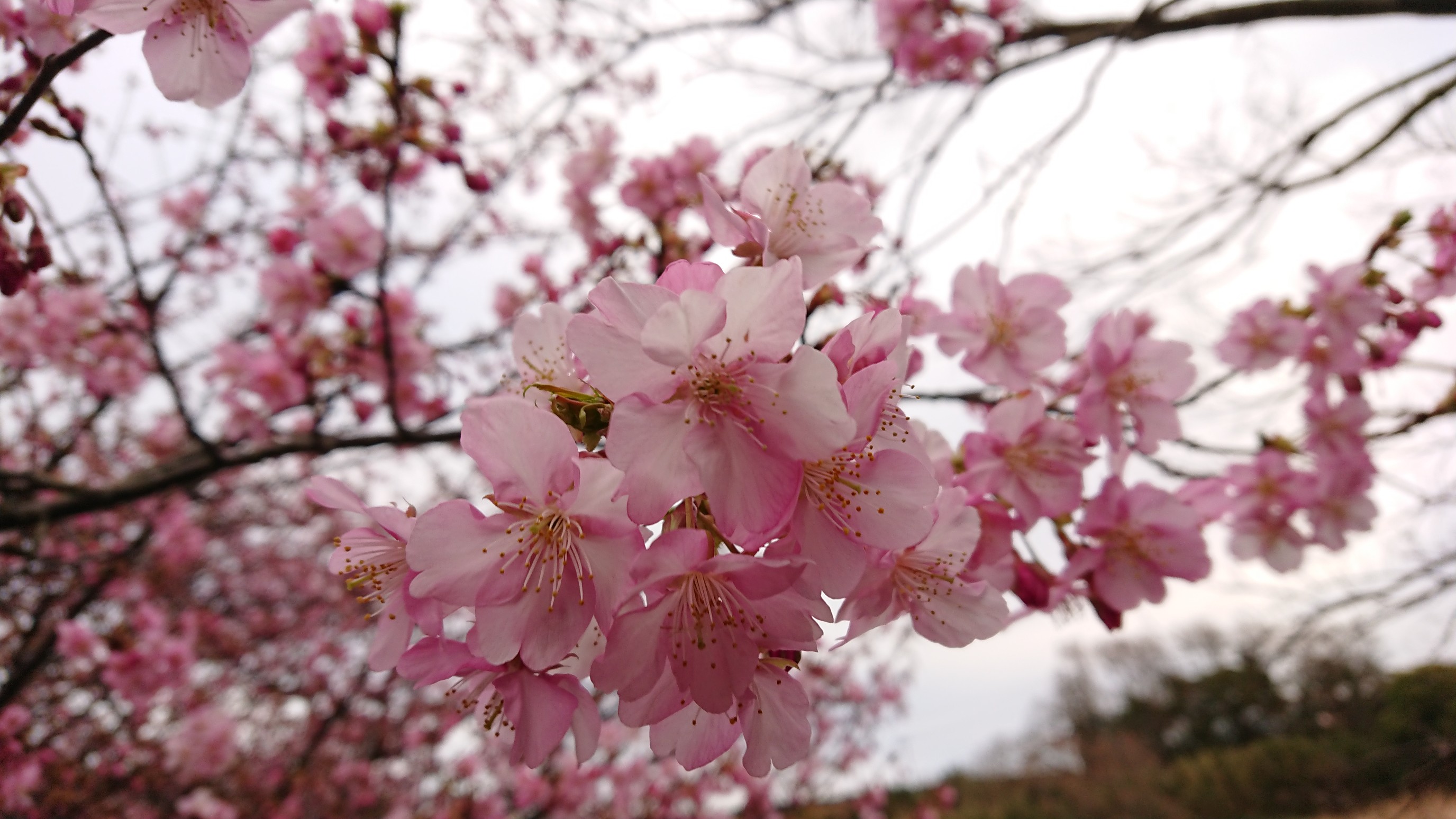 三浦富士 武山 三浦桜祭 02 12 かなりんさんの大楠山 武山 三浦富士の活動データ Yamap ヤマップ