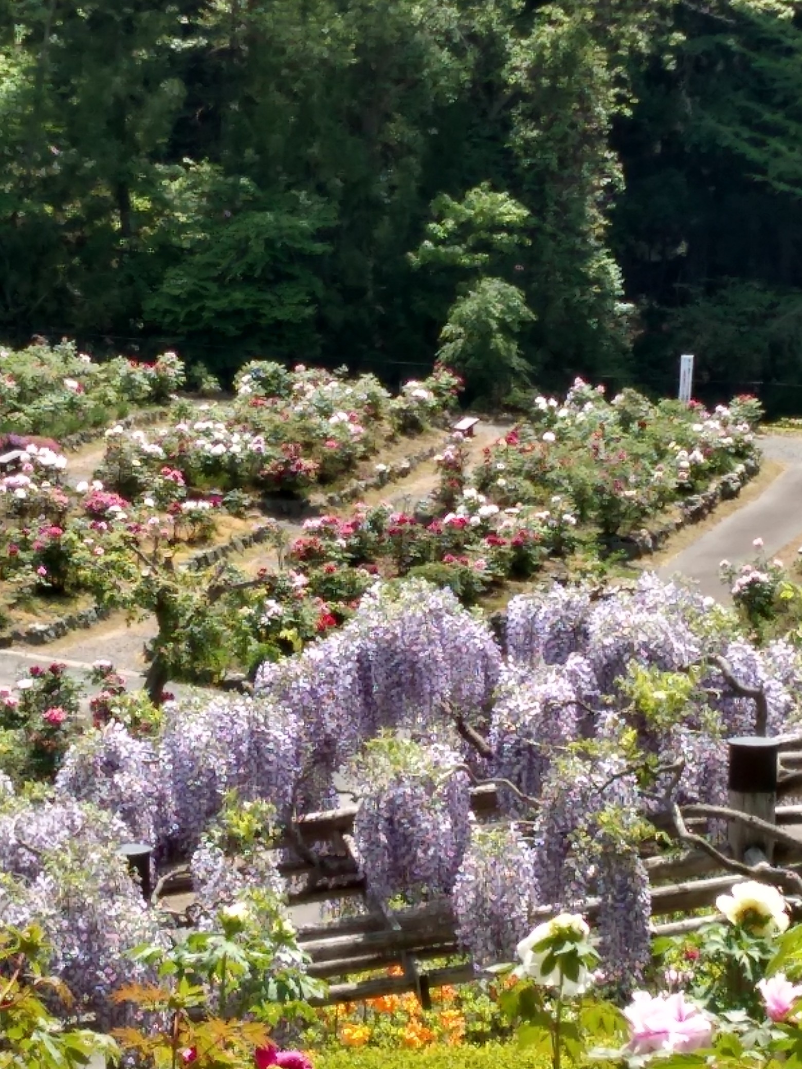 長谷ぼたん園から名久井岳 グングンさんの名久井岳 の活動データ Yamap ヤマップ