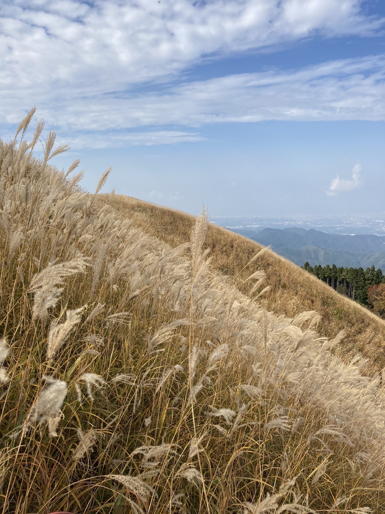 ススキを見に岩湧山 ばたやんさんの岩湧山 一徳防山 三石山の活動データ Yamap ヤマップ