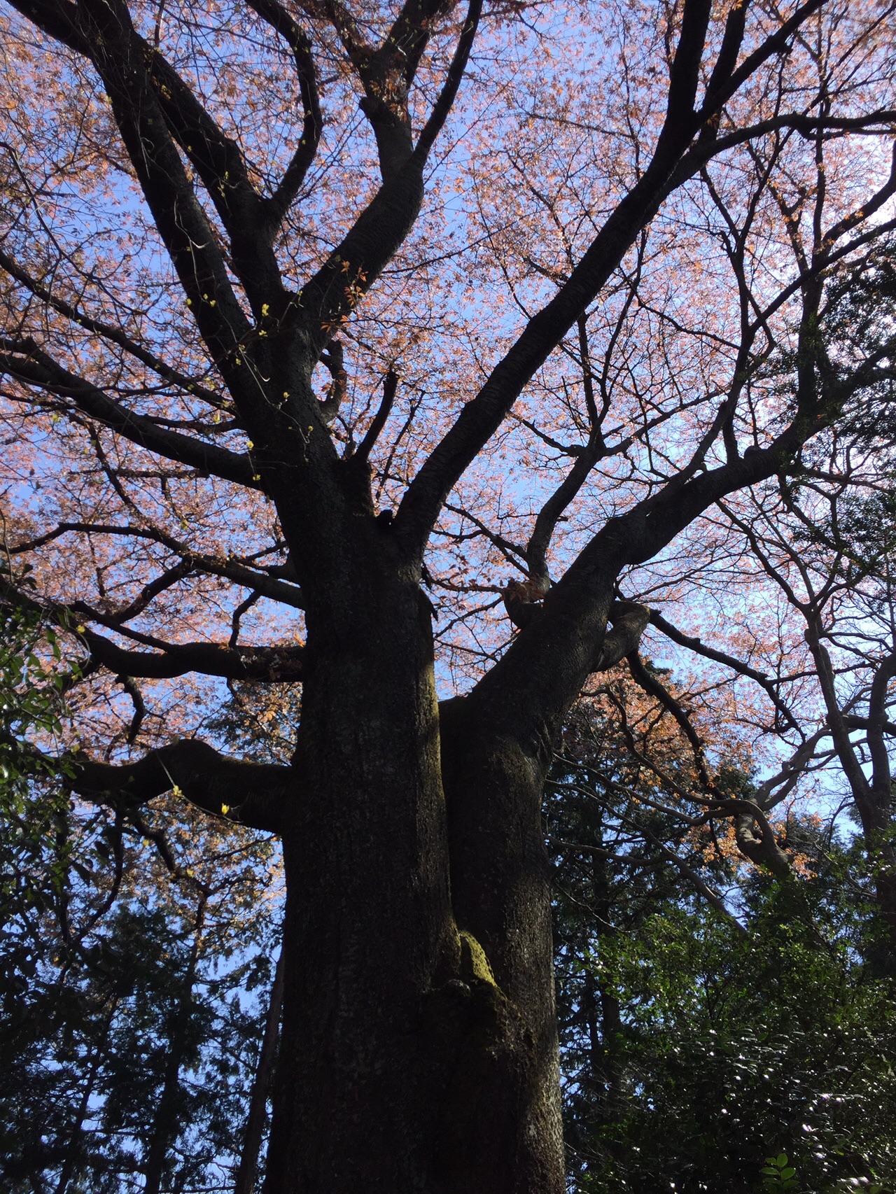 猿投山 物見山 04 11 カミカズさんの猿投山 物見山の活動データ Yamap ヤマップ