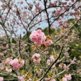 八重咲の桜なのかなぁと

桜も種類が…