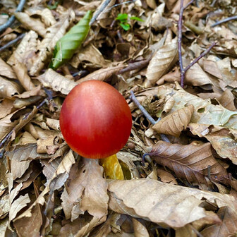 未完（みかん）