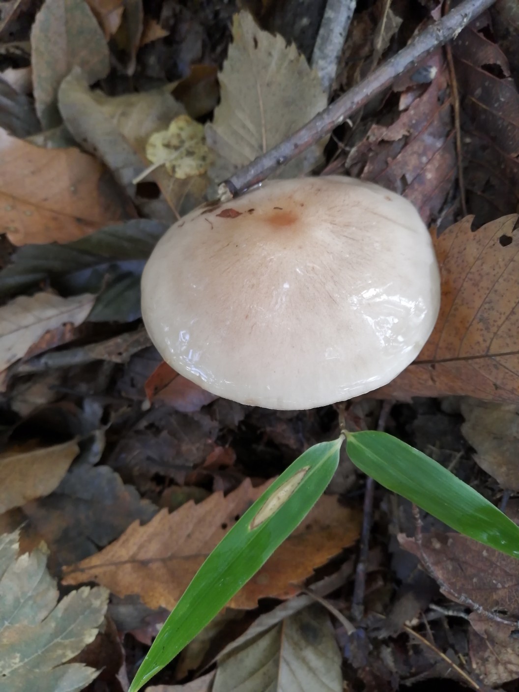 クリタケ 祭り Viola525さんのウォーキングの活動データ Yamap ヤマップ