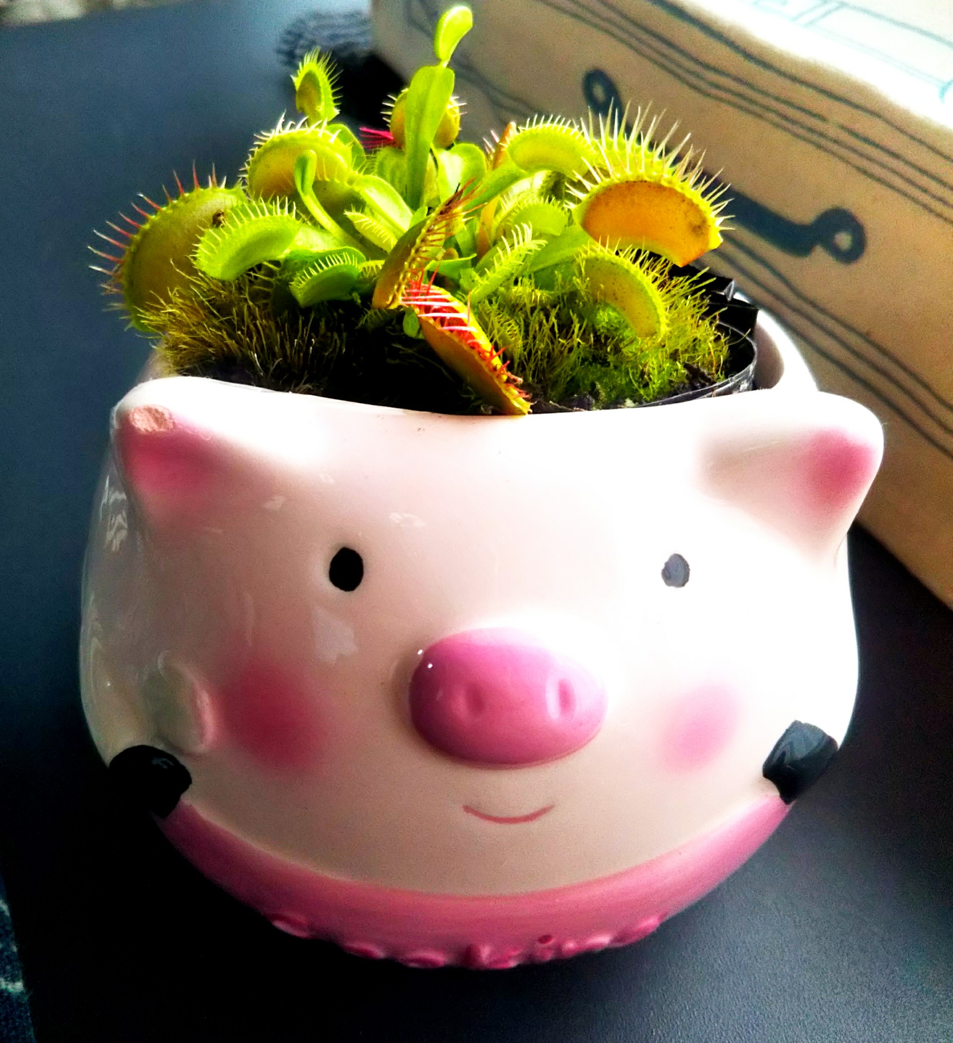 ドラえもんは 地面から３ 浮いています っ 美豚 Xlさんの月山の活動データ Yamap ヤマップ