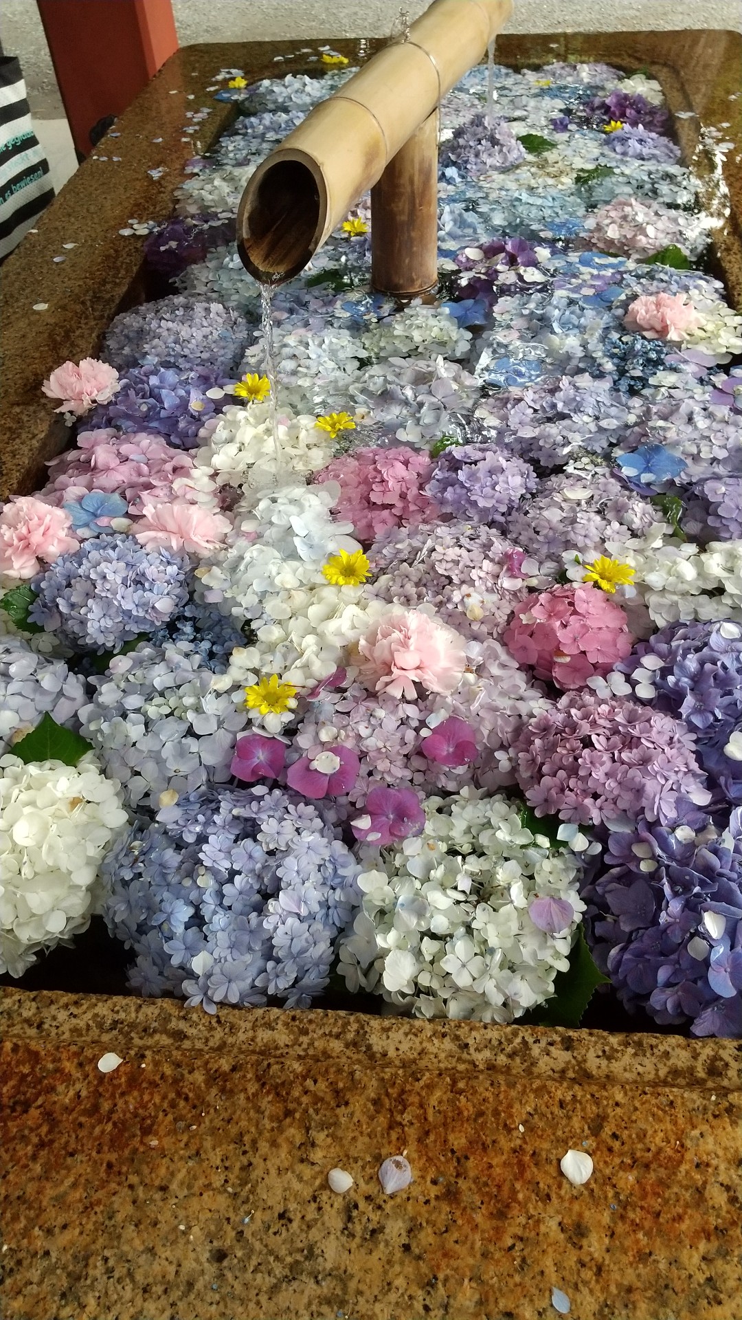 鶴岡八幡宮の花手水 とても綺麗でした Kumakoさんのモーメント Yamap ヤマップ