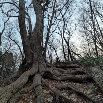 すっかり木々は丸裸になりましたね🪵