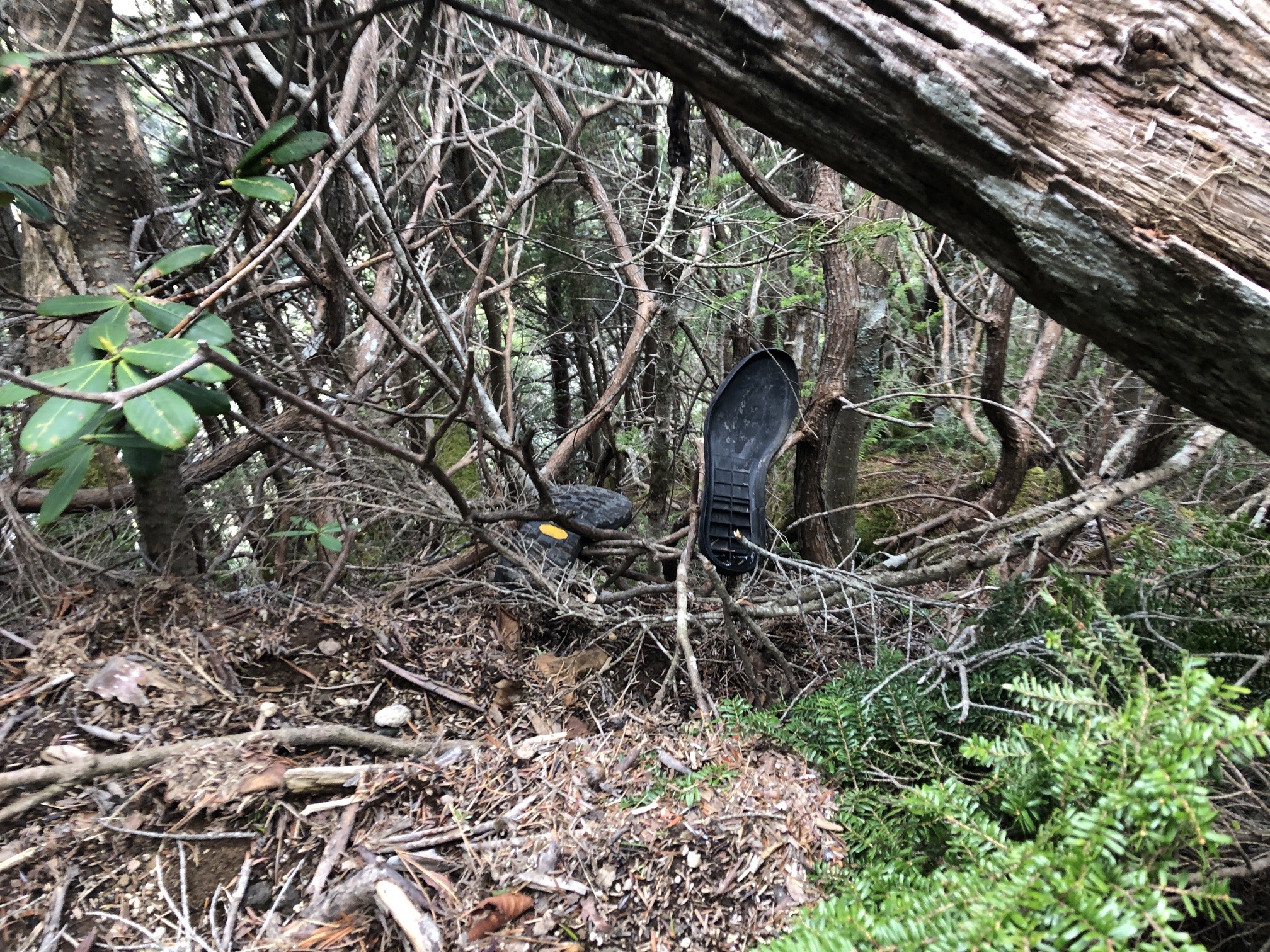 おーい、靴のソールが捨ててある。 山は、きれいに。拾っていきました