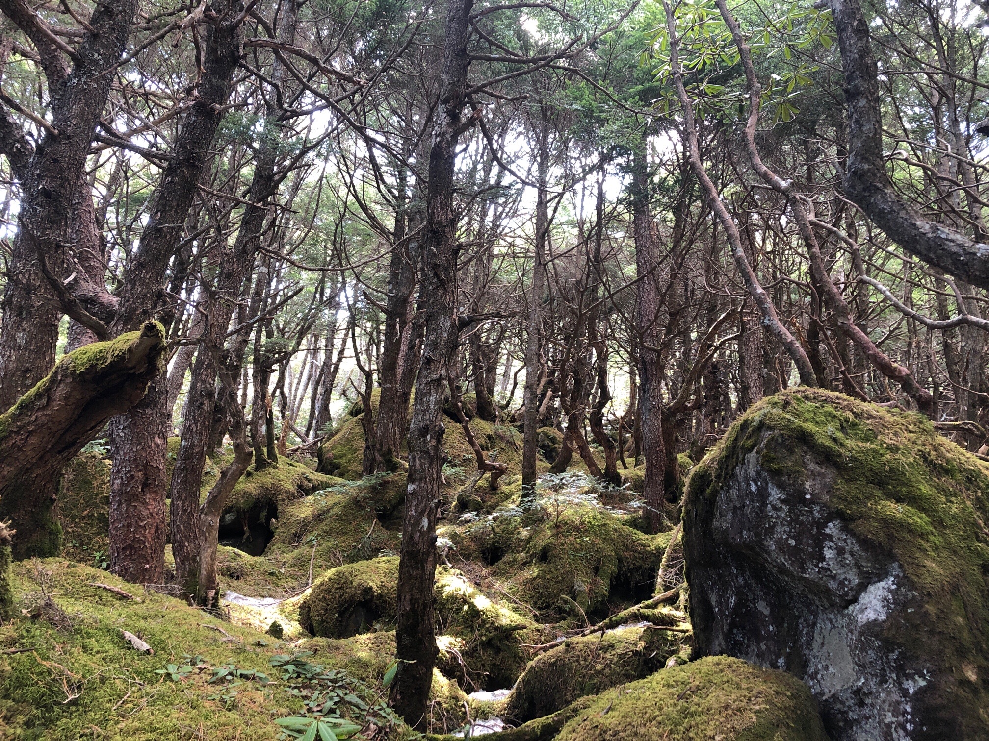 青年小屋からの道は、苔の森