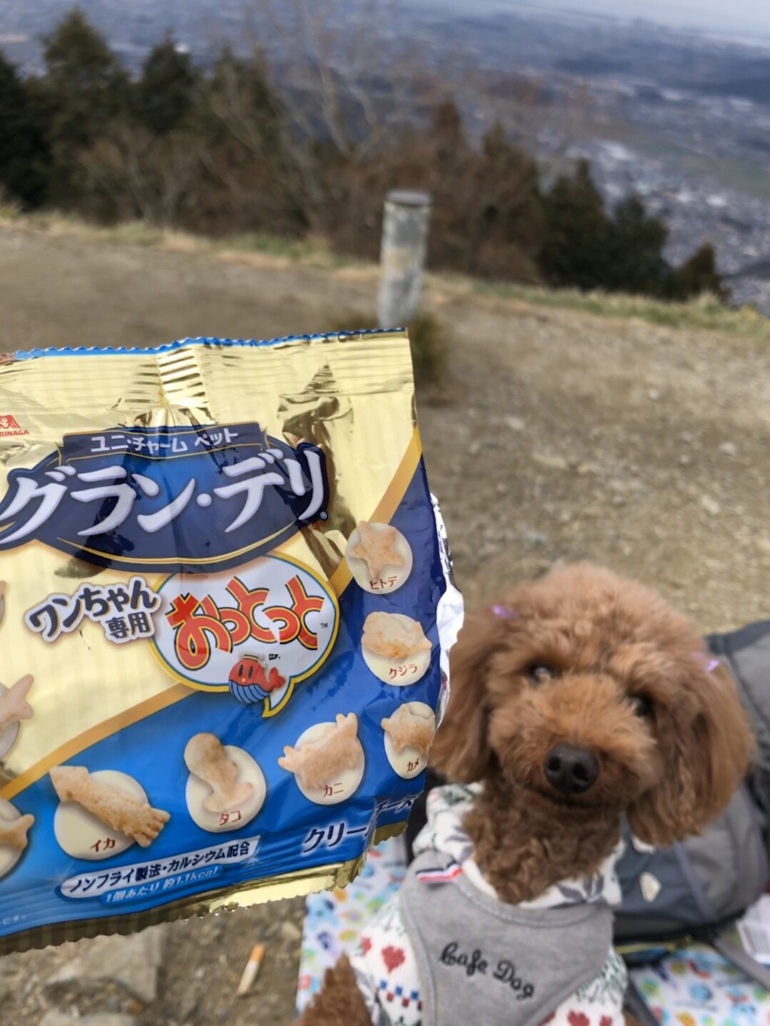 若杉山でリフレッシュ 宝満山 三郡山 若杉山の写真枚目 犬用おっとっとです Yamap ヤマップ