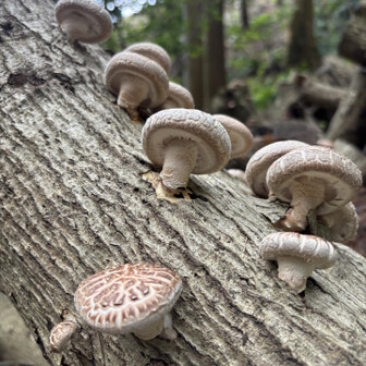 キノコ(高所恐怖症)