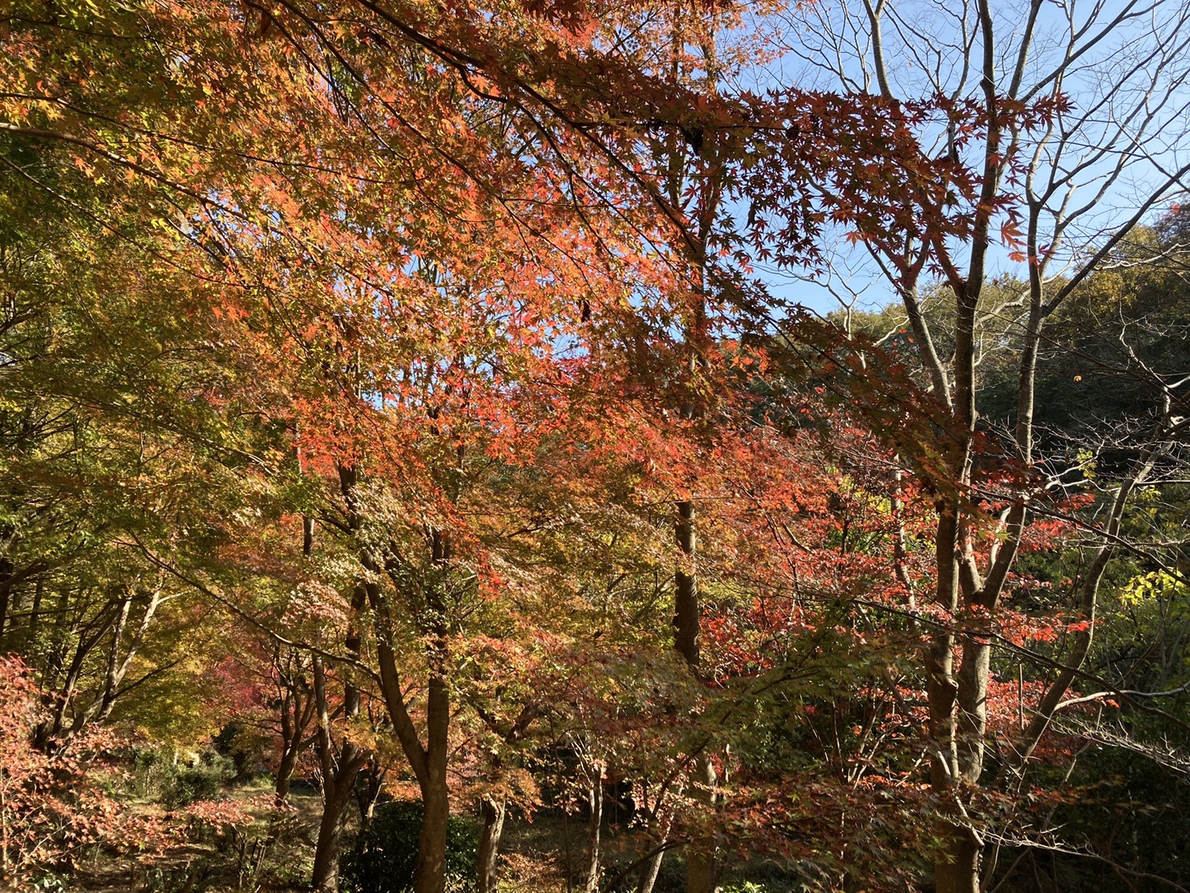 四王寺山で 紅 くれない だーっ はるぞさんの四王寺山 大城山 大原山の活動データ Yamap ヤマップ
