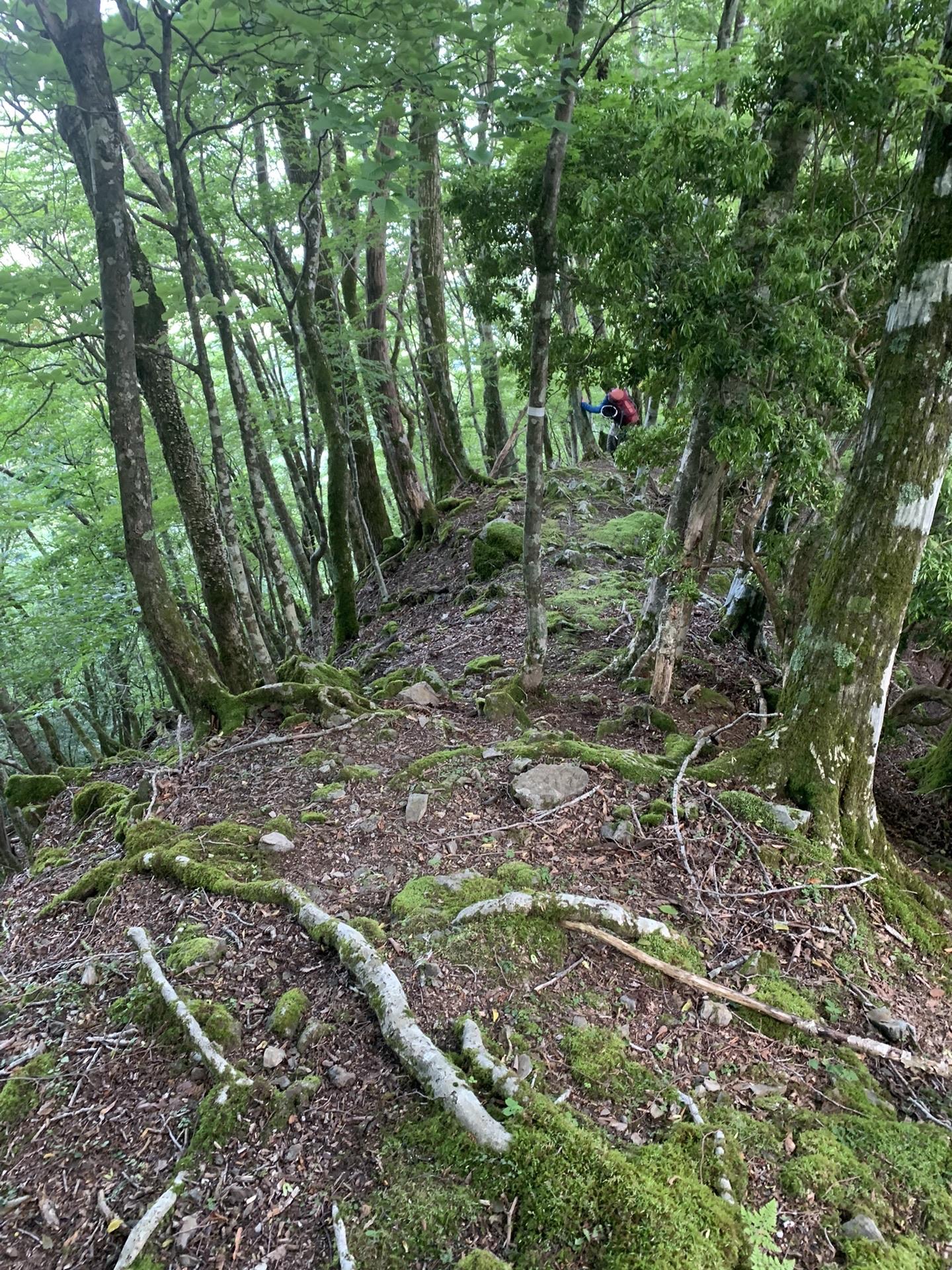 道なき道を細い尾根を拾っていく