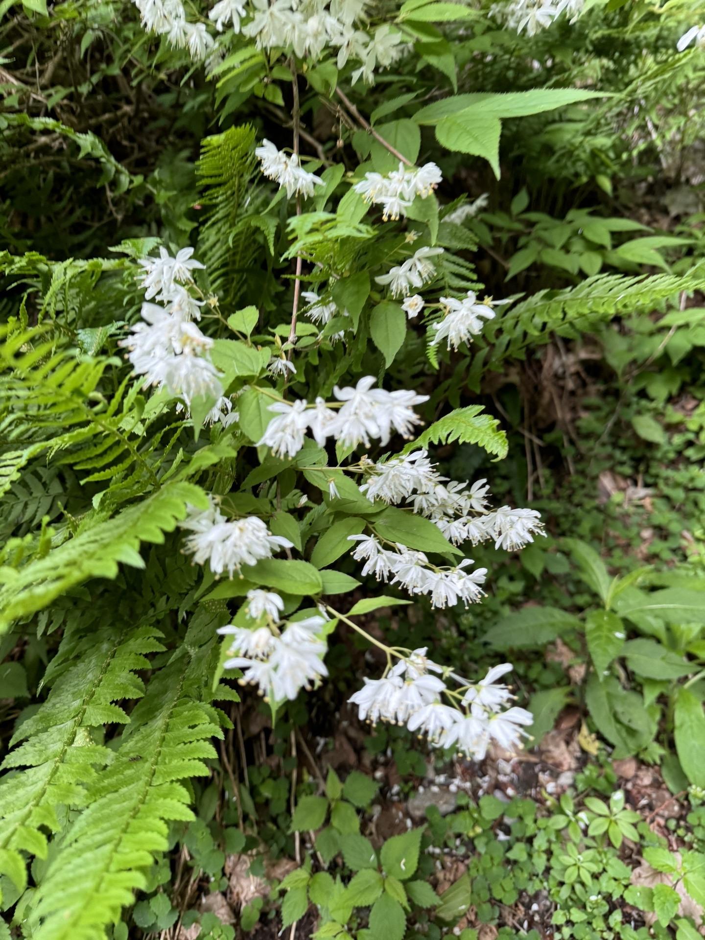 皇海山・袈裟丸山・庚申山 🌸