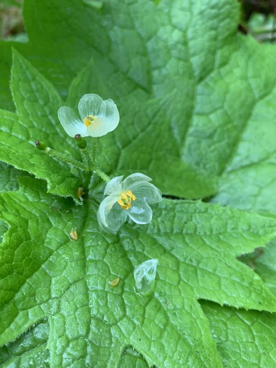 山荷葉の花咲く もりけんさんの大万木山 琴引山 弥山 指谷山 鯛ノ巣山の活動データ Yamap ヤマップ