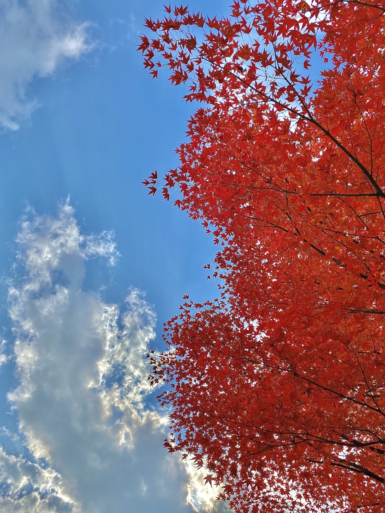 愛宕山 紅葉を探して 森の近藤さんの愛宕山 三頭山 朝日峯の活動データ Yamap ヤマップ
